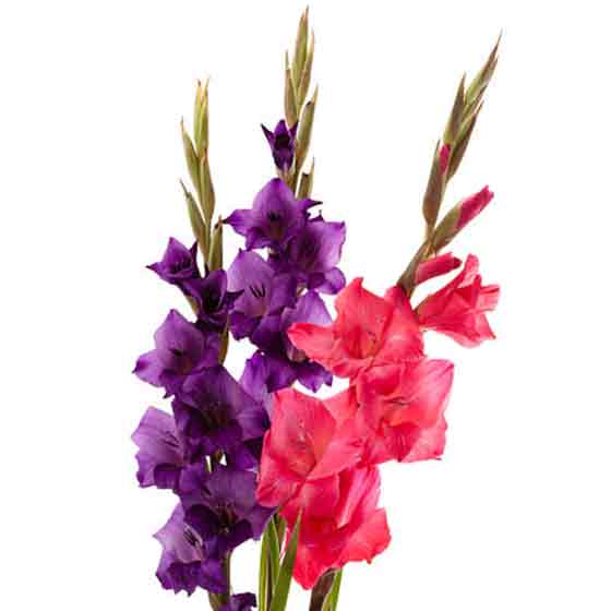 gladiolo flor gladiolo