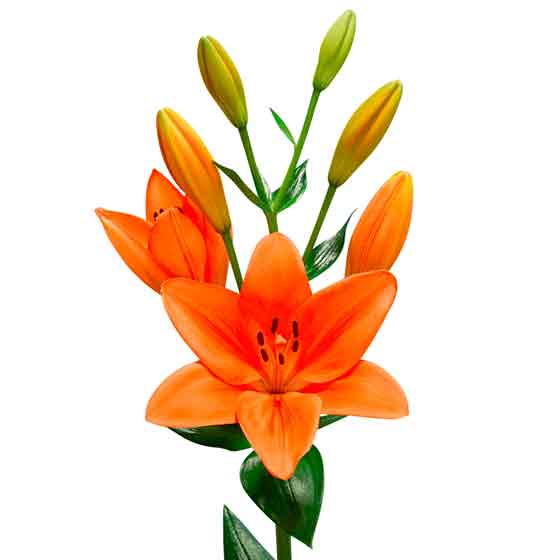 flor lirio
