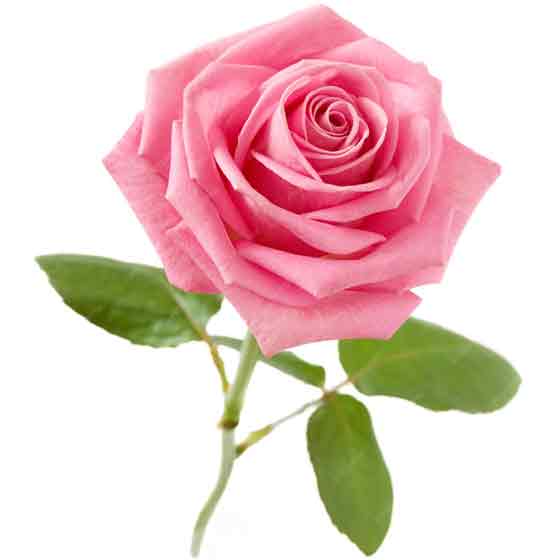 rosa